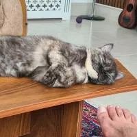 گربه ماده دارم جهت جفت گیری