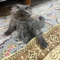گربه اسکاتیش