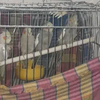جوجه عروس