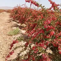 یک هکتار زمین کشاورزی درآرین شهر