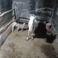 میش وبز وبزغاله