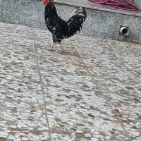 خروس گلین سیاه خال سفید