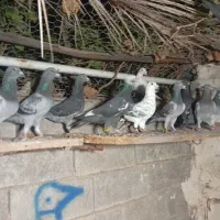 دسته کبوتر پرشی