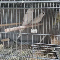 عروس هلندی مولد|پرنده|بندر دیر, |دیوار