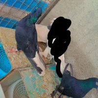 جفت دم سفید کفتر فروشی