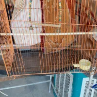 قفس عروس هلندی