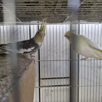 عروس هلندی مولد|پرنده|خمینیشهر, |دیوار