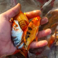 ماهی کوی در انواع رنگ و نژاد(حتی تکی)|ماهی|رشت, جانبازان|دیوار