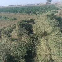 یونجه یا بیده|لوازم جانبی حیوانات|جوین, |دیوار