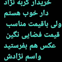 گر به