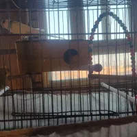 یک جفت مرغ عشق