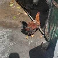 خروس جوان و زیبا