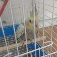 عروس هلندی|پرنده|قدس, شهر‌قدس|دیوار