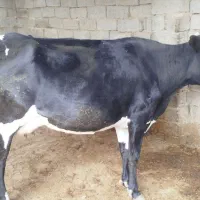 گاو|حیوانات مزرعه|زابل, |دیوار