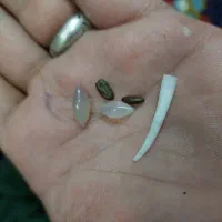 سنگ اصلی قیمت بالاس معاوضه انگشتر نقره  قناری