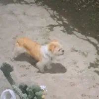 سگ شیتزو ماده|سگ|ماسال, |دیوار