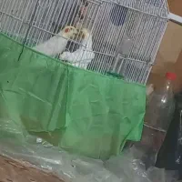 عروس هلندی مولد|پرنده|هریس, |دیوار