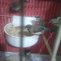 فنچ بنگالی