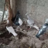 همه پرنده هاپرشی زدوخوردی همه ۲تومن