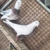 سرور و زرد|پرنده|مبارکه, |دیوار