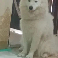 سگ ساموید