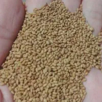 بذر یونجه کشاورزان با تجربه