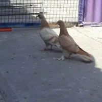 ساعت سنگین و زیبا|پرنده|پاکدشت, خاتون آباد|دیوار