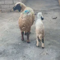 گوسفند وبره بزغاله قوچ