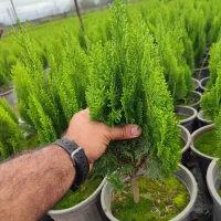 کاج کامیس نوکدار زعفرانی سبز سرطلا سایز4|گل و گیاه طبیعی|رامسر, |دیوار