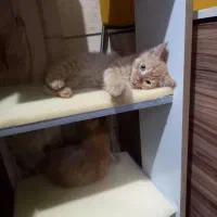 گربه اسکاتیش|گربه|قدس, شهر‌قدس|دیوار