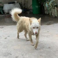 سگ هاسکی بازی گوش