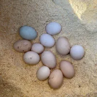 تخم نطفه دار
