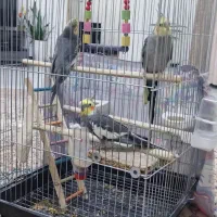 عروس هلندی|پرنده|رزن, |دیوار