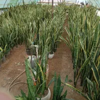 سانسوریا سرحال و شاداب مستقیم از تولید کننده|گل و گیاه طبیعی|تولم شهر, |دیوار