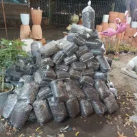 خاک گل و گلدان و کوکوپیت خاکبرگ|گل و گیاه طبیعی|خوی, |دیوار