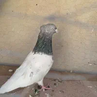یک جفت کفتر کله سبز و کله هفت رنگ.|پرنده|مشهد, رستگار|دیوار