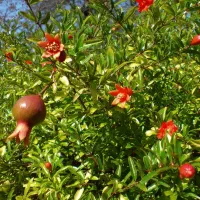 باغ در طارم . آستاکل بر جاده اصلی|فروش زمین و ملک کلنگی|طارم (زنجان), |دیوار