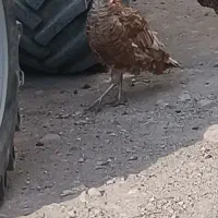 بوقلمون|حیوانات مزرعه|دلبران, |دیوار