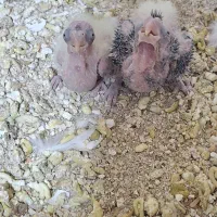 جوجه عروس سرلاکی|پرنده|سهند, |دیوار