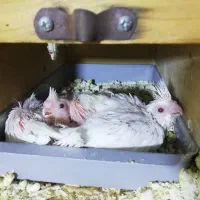 جوجه عروس آلبینیو|پرنده|برازجان, |دیوار