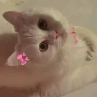 یک گربه پرشین عروسکی،شش ماهه