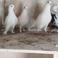 کفتر لوتی|پرنده|تبریز, |دیوار