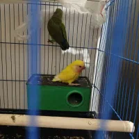 طوطی برزیلی اوپال