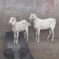 بزغاله سانن|حیوانات مزرعه|آران و بیدگل, |دیوار