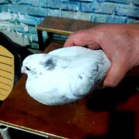 جوجه سرور شازده ی قزوینی|پرنده|شیراز, آزادی|دیوار