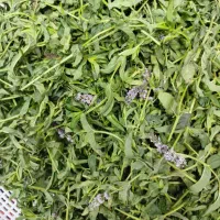 عرق نعنا ناب طبیعی ونعنا خشک