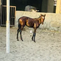 کره ماده بی نظیر