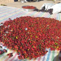 فلفل و بادمجان عمده سر مزرعه|خوردنی و آشامیدنی|شباب, |دیوار