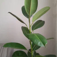 گلدان طبیعی فیکوس|گل و گیاه طبیعی|مشهد, چهارچشمه|دیوار