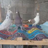 کبوتر ارزون فروشی